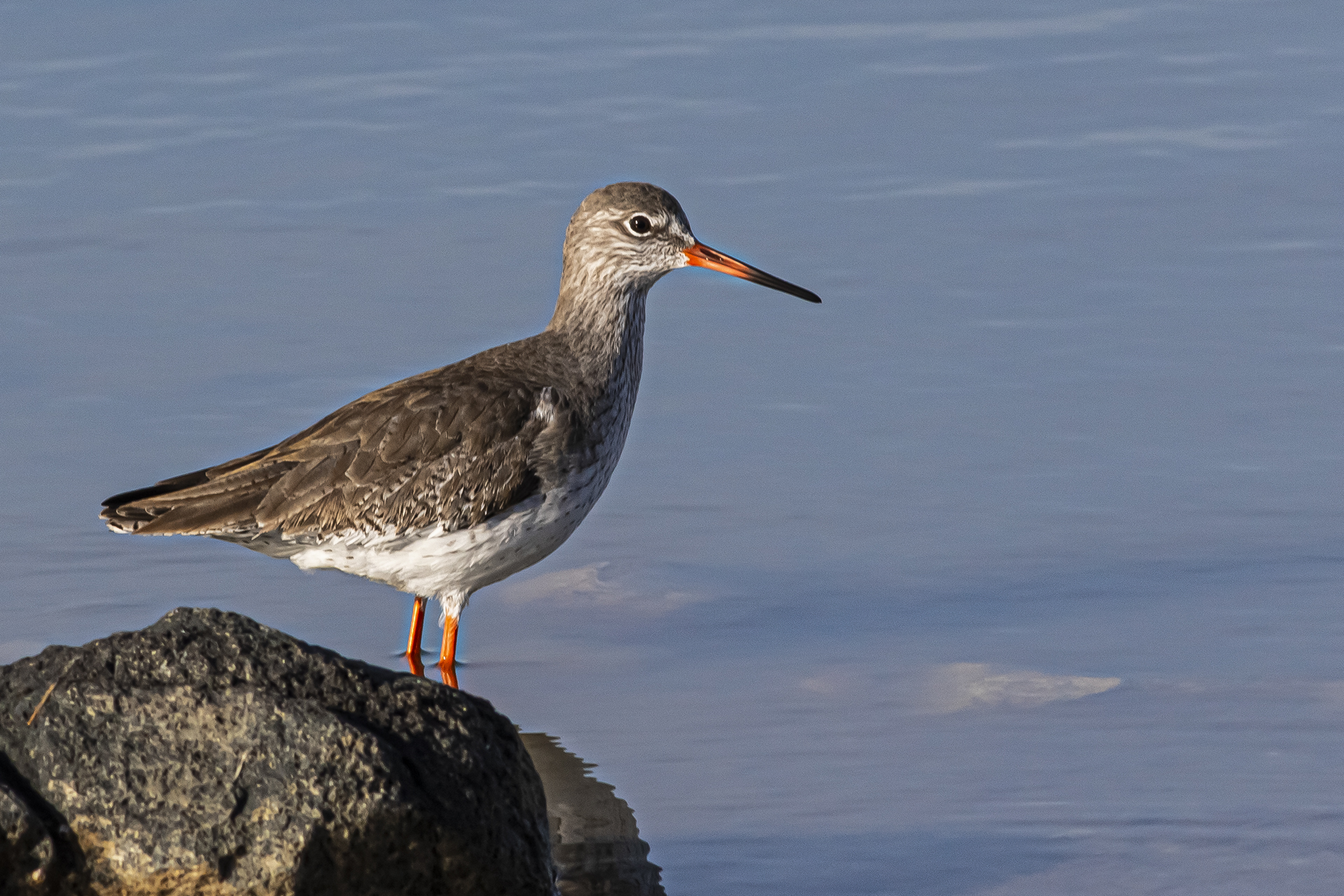 Common Redshank